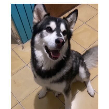 cartel de perro en_adopcion