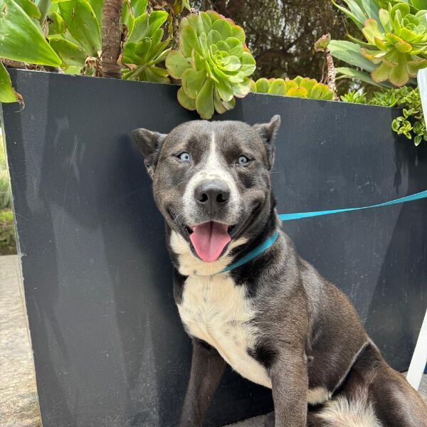 cartel de perro en_adopcion