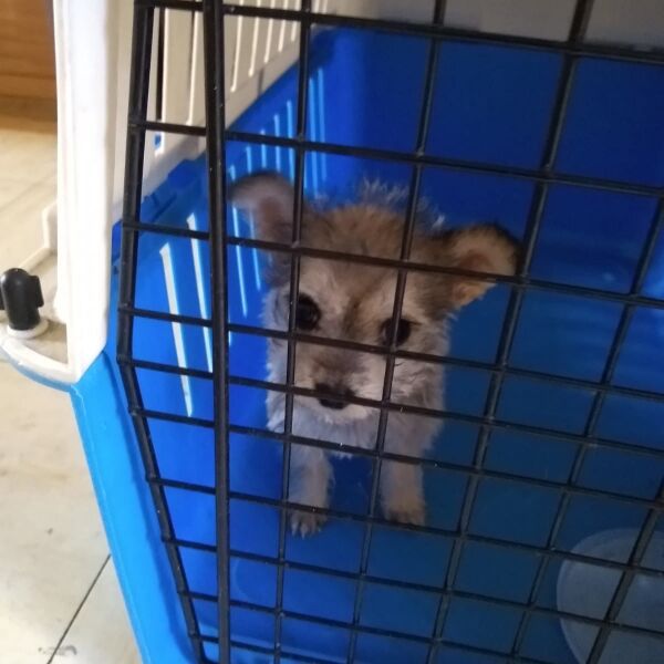 cartel de perro en_adopcion