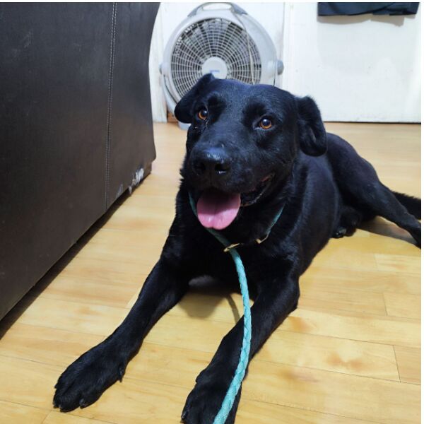 cartel de perro en_adopcion