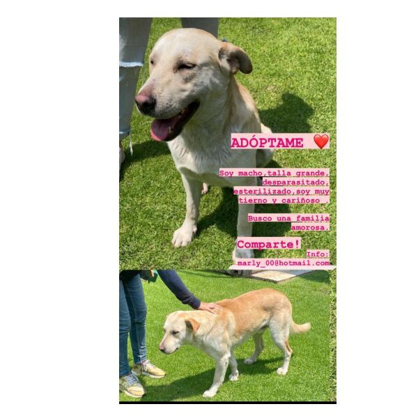 cartel de perro en_adopcion