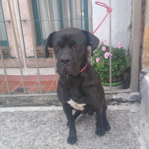 cartel de perro en_adopcion