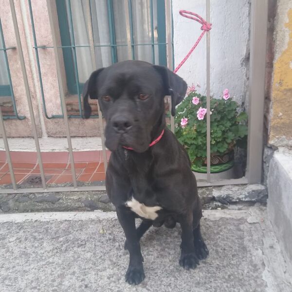 cartel de perro en_adopcion