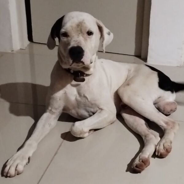 cartel de perro en_adopcion