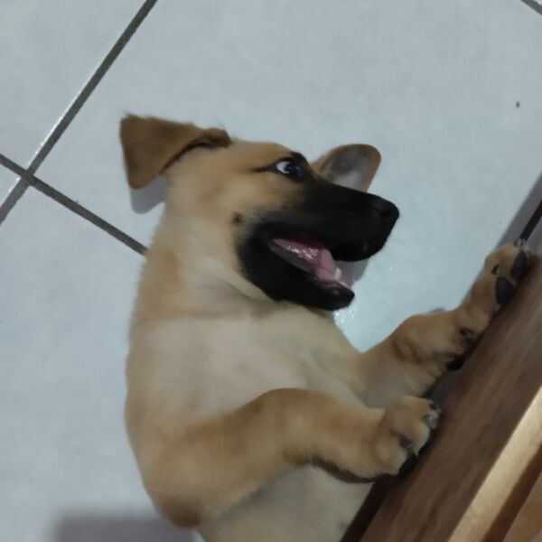 cartel de perro en_adopcion