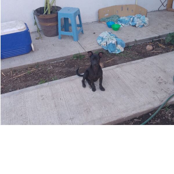 cartel de perro en_adopcion