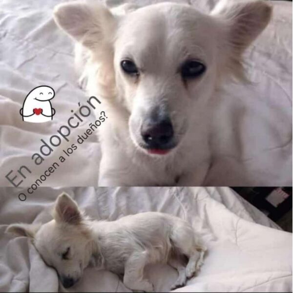 cartel de perro en_adopcion