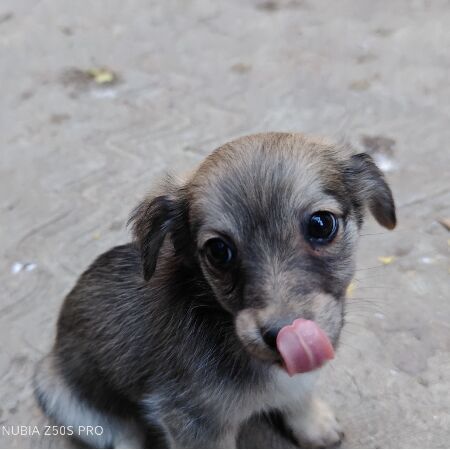 cartel de perro en_adopcion