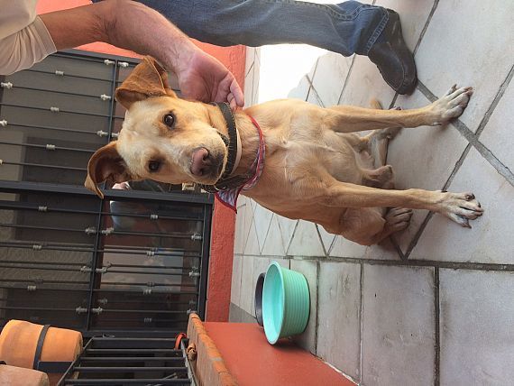 cartel de perro en_adopcion