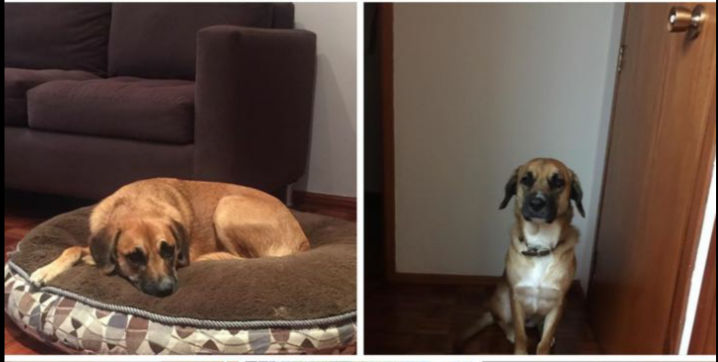 cartel de perro en_adopcion