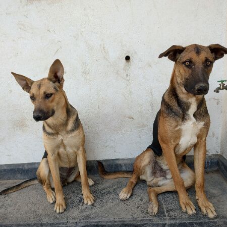 cartel de perro en_adopcion