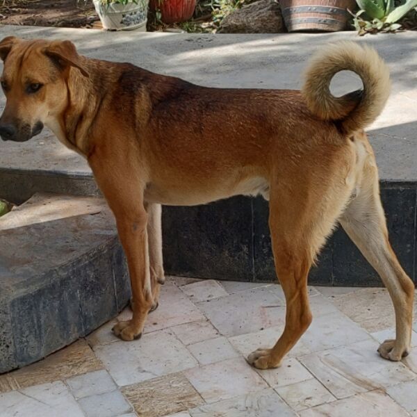 cartel de perro en_adopcion