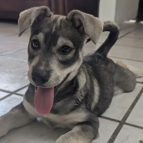cartel de perro en_adopcion
