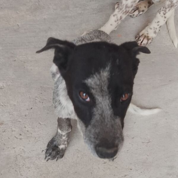 cartel de perro en_adopcion