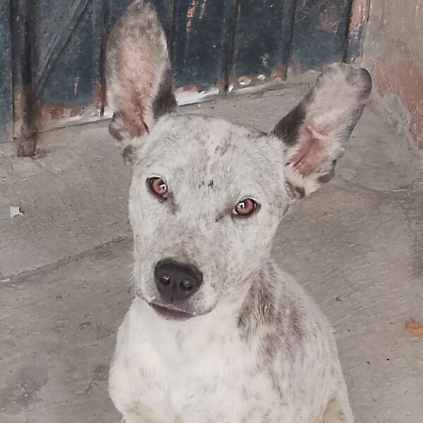 cartel de perro en_adopcion