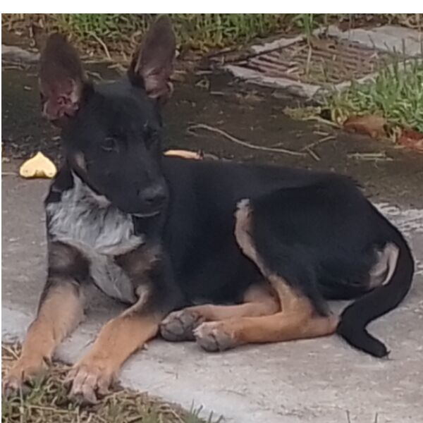 cartel de perro en_adopcion