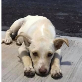 cartel de perro en_adopcion