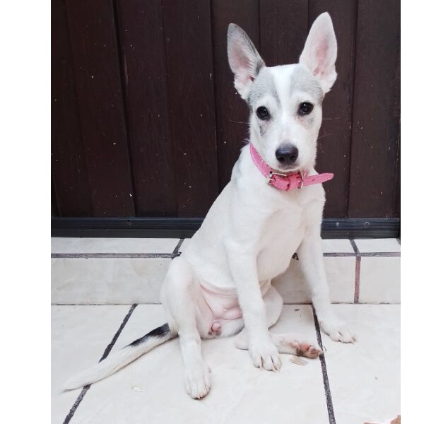 cartel de perro en_adopcion