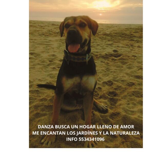 cartel de perro en_adopcion