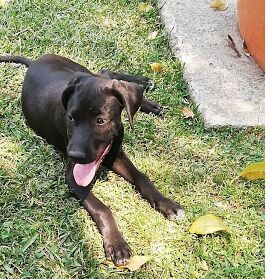 cartel de perro en_adopcion