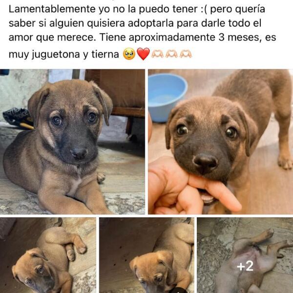 cartel de perro en_adopcion