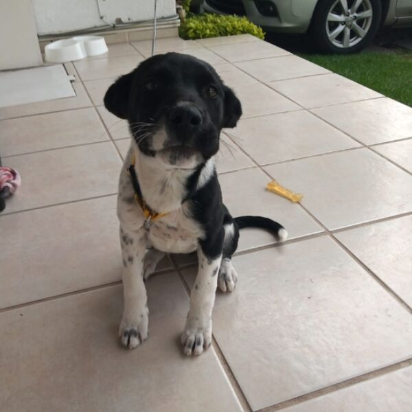 cartel de perro en_adopcion