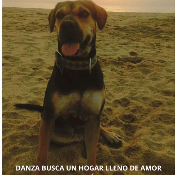 cartel de perro en_adopcion