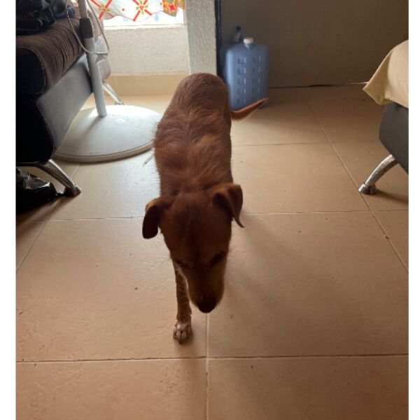 cartel de perro en_adopcion