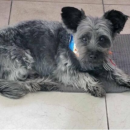 cartel de perro en_adopcion