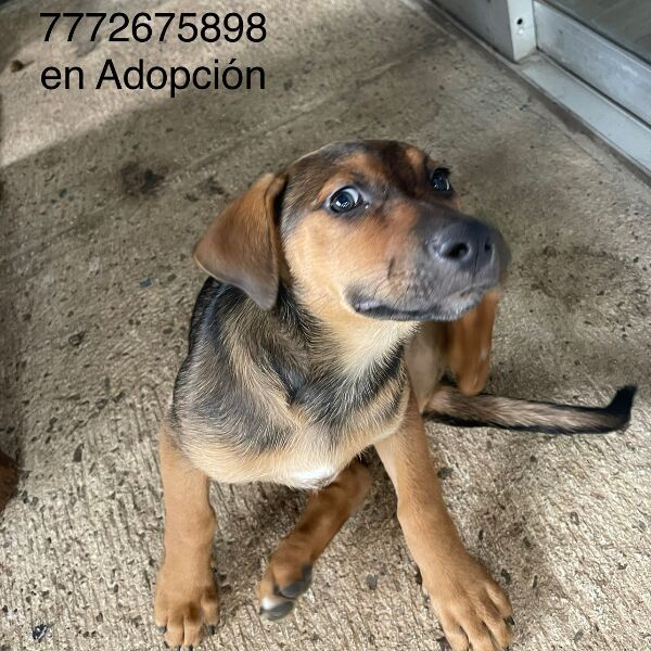 cartel de perro en_adopcion