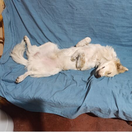 cartel de perro en_adopcion