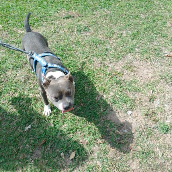 cartel de perro en_adopcion