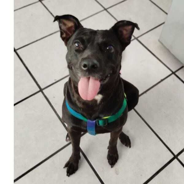 cartel de perro en_adopcion
