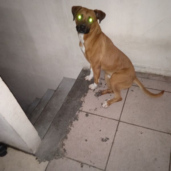 cartel de perro en_adopcion