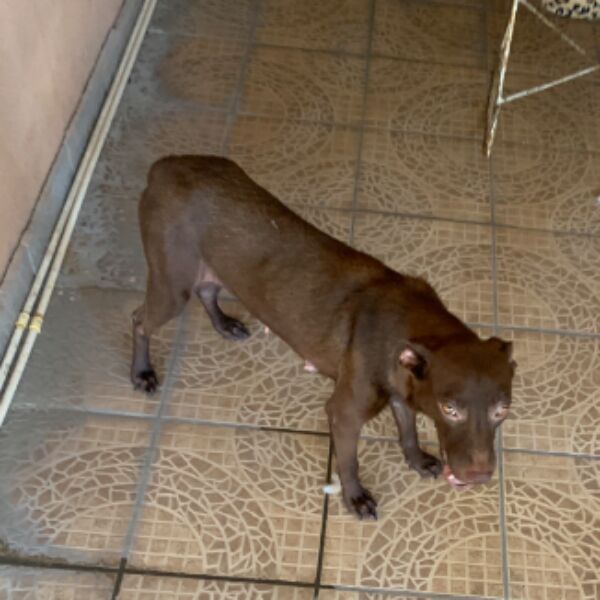 cartel de perro en_adopcion