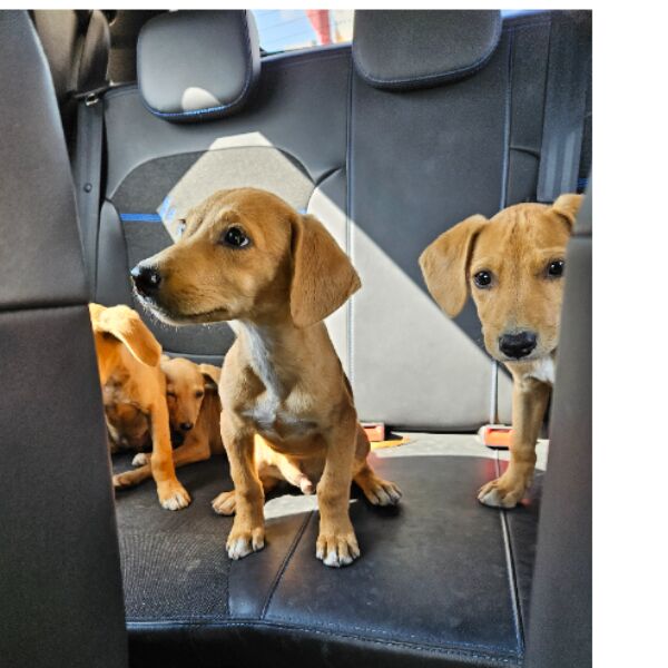 cartel de perro en_adopcion