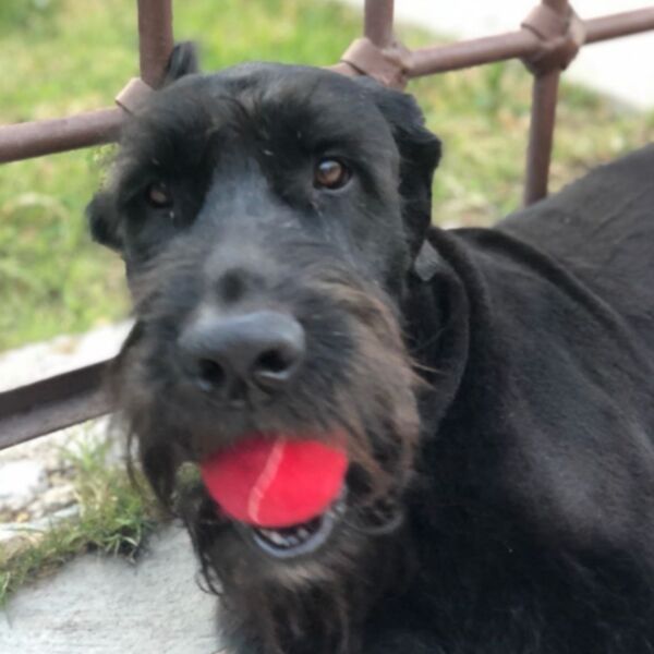 cartel de perro en_adopcion