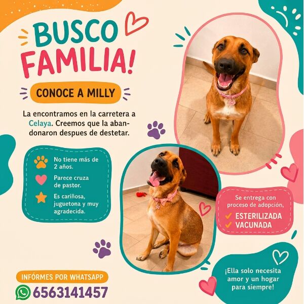 cartel de perro en_adopcion