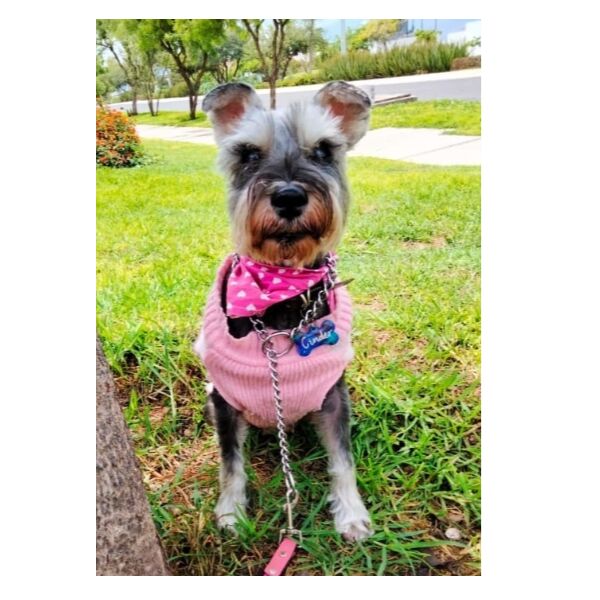 cartel de perro en_adopcion