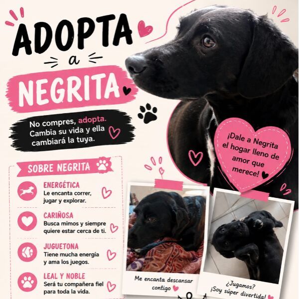 cartel de perro en_adopcion