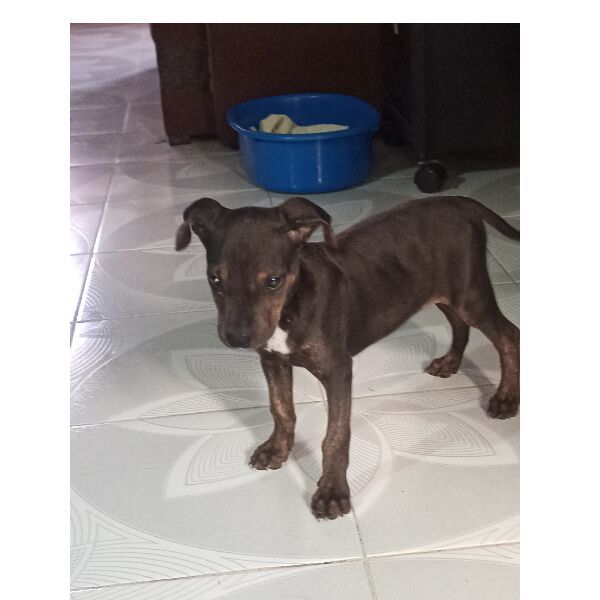cartel de perro en_adopcion