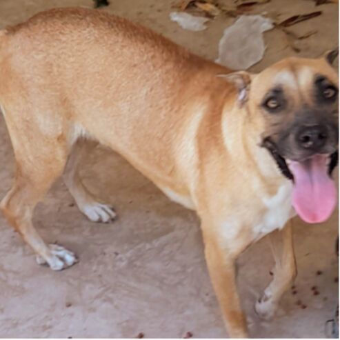 cartel de perro en_adopcion