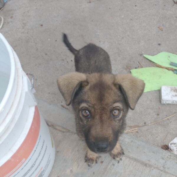 cartel de perro en_adopcion