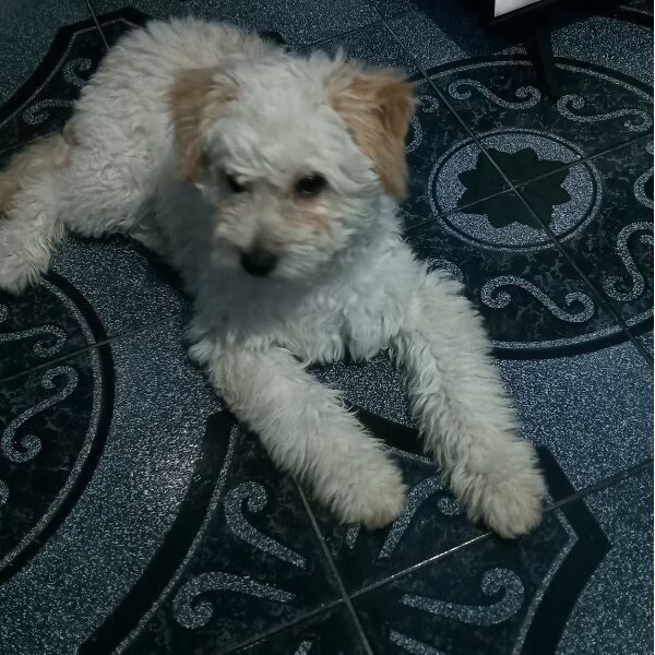 cartel de perro en_adopcion