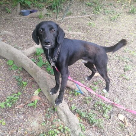 cartel de perro en_adopcion