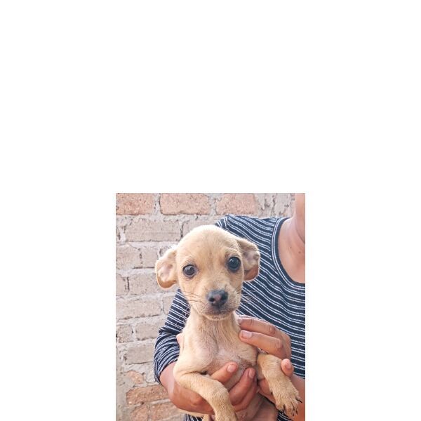cartel de perro en_adopcion