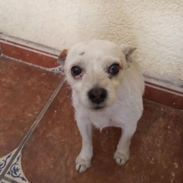 cartel de perro encontrado