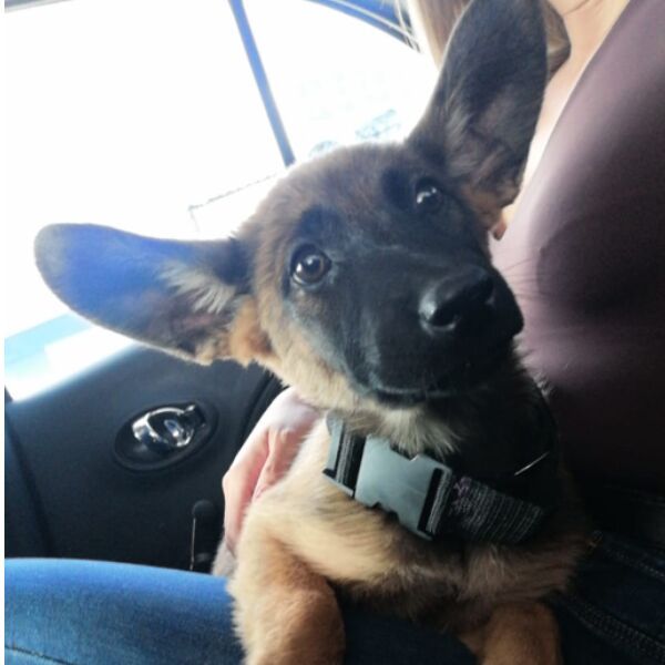 cartel de perro encontrado