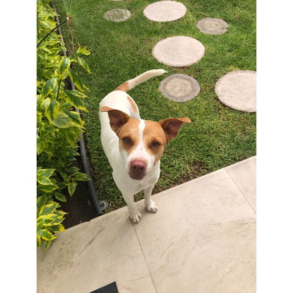 cartel de perro encontrado