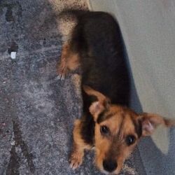 cartel de perro encontrado